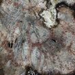 Polished Petrified Wood (Oak) Slab - Oregon #68027-1